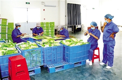 農(nóng)產(chǎn)品豐收促進(jìn)地方經(jīng)濟(jì)蓬勃發(fā)展